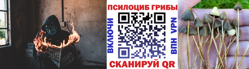 Купить  Красный Холм  Галлюциногенные грибы прущие грибы 
